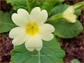 Primula vulgaris