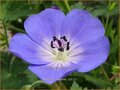 Geranium 'Rozanne'