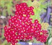 Achillea millefolium 'Petra'