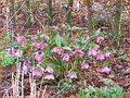 Helleborus orientalis 'Mix'