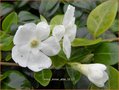 Vinca minor 'Alba'