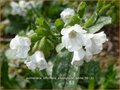 Pulmonaria officinalis 'Sissinghurst White'