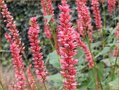 Persicaria amplexicaulis 'Orangofield'