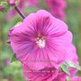 Lavatera 'Bredon Springs'