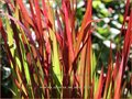 Imperata cylindrica 'Red Baron'