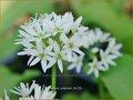 Allium ursinum