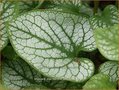 Brunnera macrophylla 'Jack Frost'