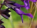 Salvia 'Amistad'