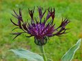 Centaurea montana 'Jordy'