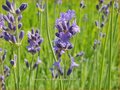 Lavandula angustifolia 'Dwarf Blue'