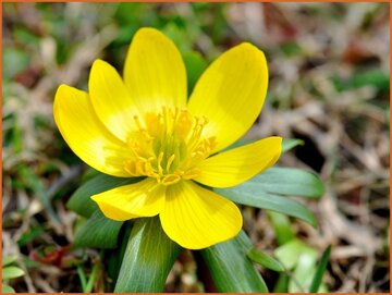 Eranthis Eranthis