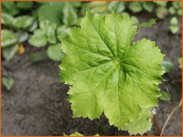 Peltoboykinia Peltoboykinia