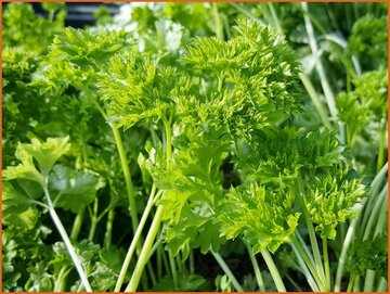 Petroselinum Petroselinum