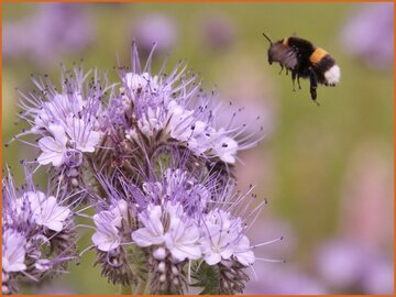 Phacelia Phacelia