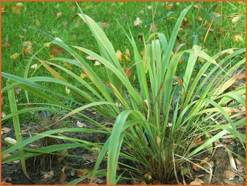 Phaenosperma Phaenosperma