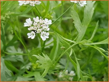Pimpinella Pimpinella