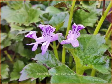 Plectranthus Plectranthus