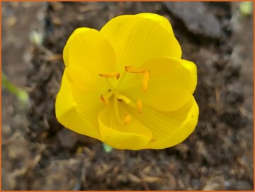 Sternbergia