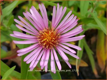 Nieuw-Engelse aster