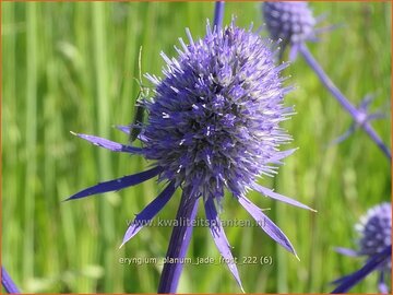 Framboosdistel