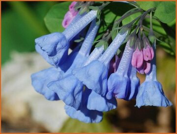 Mertensia Mertensia