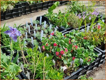 Verrassingspakketten