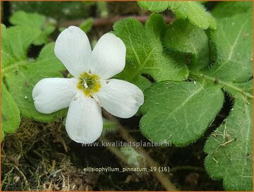 Ellisiophyllum Ellisiophyllum