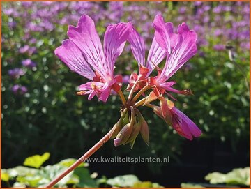 Pelargonium Pelargonium