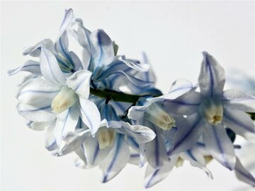 Puschkinia Puschkinia