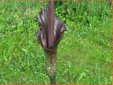 Amorphophallus