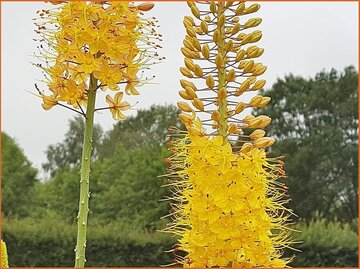 Eremurus Eremurus
