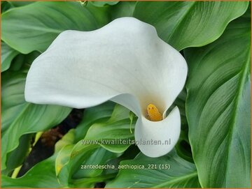 Witte aronskelk