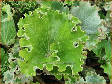 Leopardplant
