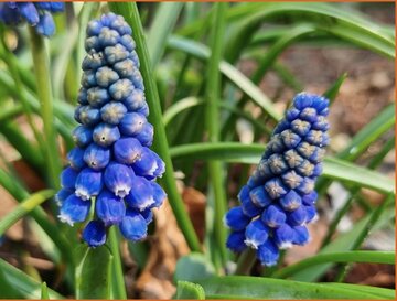 Muscari Muscari