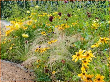 Jacqueline van der Kloet