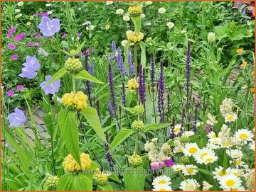 Vierkant Metertje - Geveltuintjes