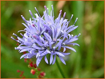 Jasione Jasione