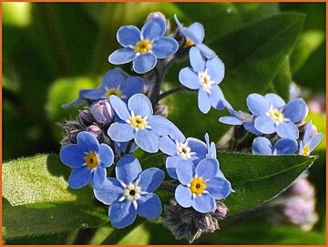 Myosotis Myosotis
