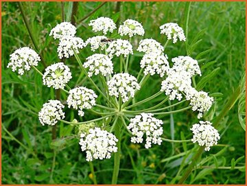 Peucedanum Peucedanum