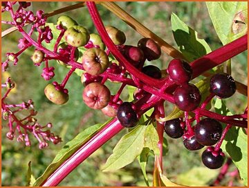 Phytolacca Phytolacca