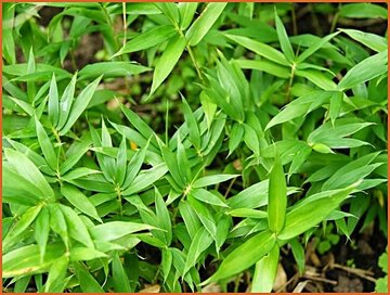 Pleioblastus Pleioblastus