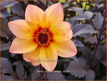 Dahlia