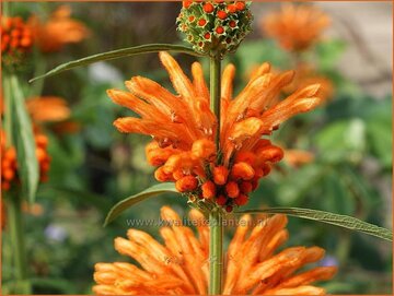 Leonotis