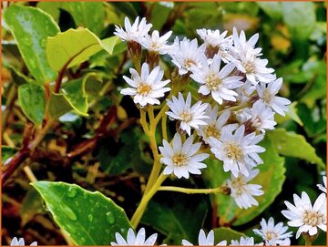 Olearia Olearia
