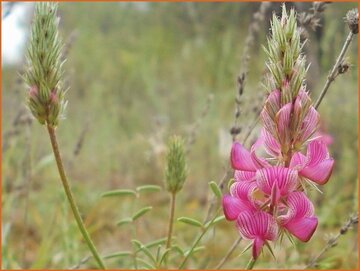 Onobrychis Onobrychis