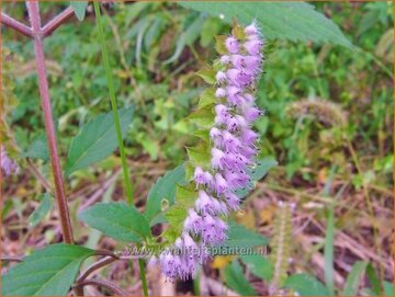 Elsholtzia Elsholtzia