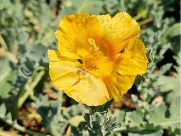 Hoornpapaver