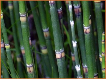 Equisetum Equisetum