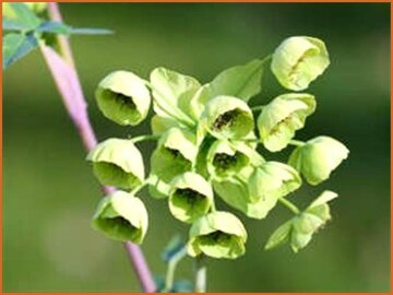 Mathiasella Mathiasella