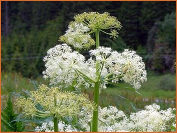 Molopospermum Molopospermum